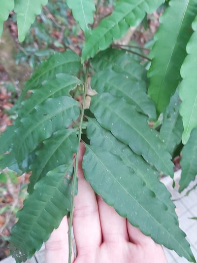 Cupaniopsis foveolata, photographed by Tim