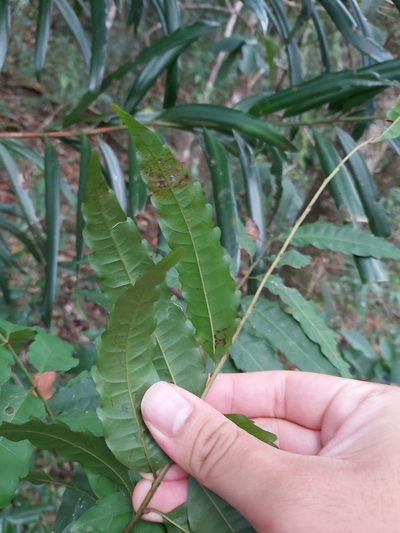 Cupaniopsis foveolata, photographed by Tim