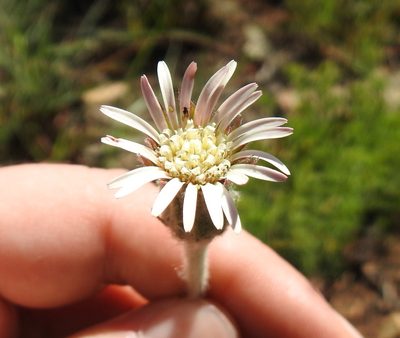 Gerbera viridifolia, photographed by Matthew Fainman