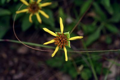 Tetragonotheca texana, photographed by Michelle W. （鍾偉瑋）