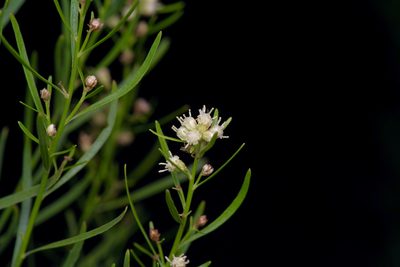 Baccharis neglecta