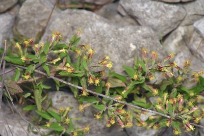 Brickellia cylindracea, photographed by Michelle W. （鍾偉瑋）