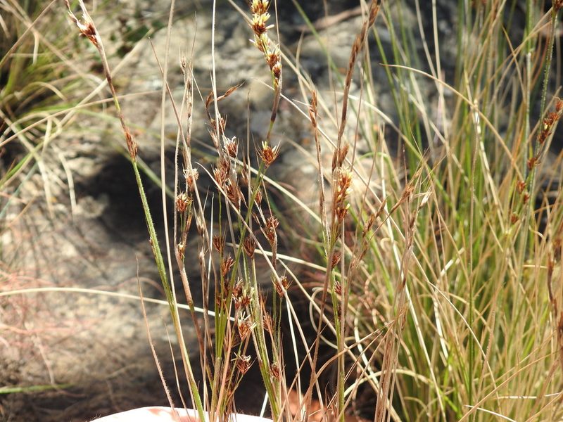Coleochloa setifera, photographed by Matthew Fainman