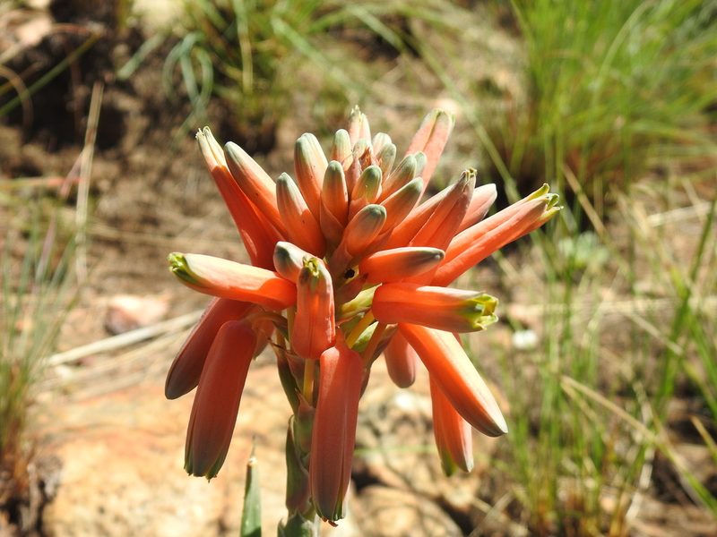 Aloe verecunda, photographed by Matthew Fainman