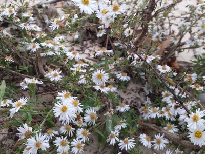 Symphyotrichum pilosum, photographed by Cecil Smith