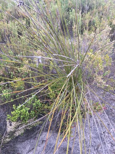Bobartia longicyma, photographed by Charleen Brunke