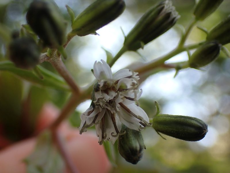 Nabalus alatus, photographed by Ellyne Geurts