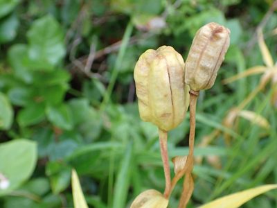 Fritillaria camschatcensis, photographed by Ellyne Geurts