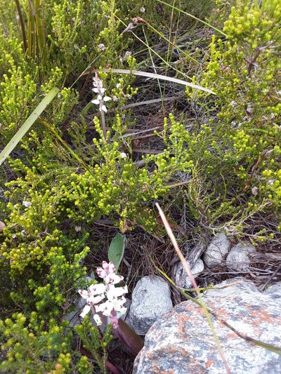 Lachenalia peersii, photographed by Adele SL