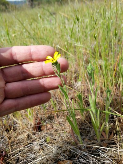 Madia citriodora, photographed by Andy Kleinhesselink