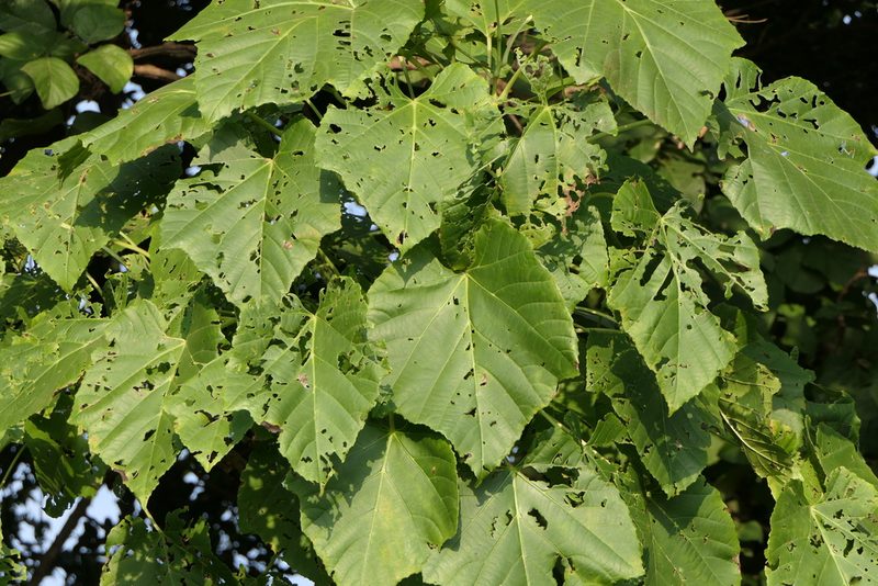 Cissus woodrowii, photographed by Dinesh Valke