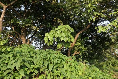 Cissus woodrowii, photographed by Dinesh Valke