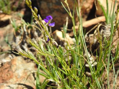Polygala uncinata, photographed by Matthew Fainman