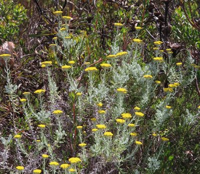 Helichrysum dasyanthum, photographed by linkie