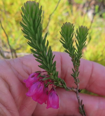 Erica axilliflora, photographed by linkie