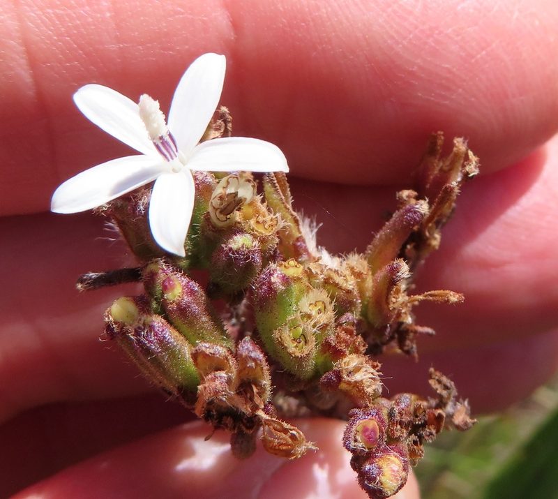 Corymbium villosum, photographed by linkie