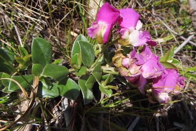 Podalyria biflora, photographed by linkie
