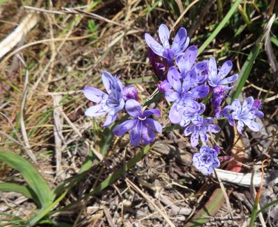 Codonorhiza corymbosa, photographed by linkie
