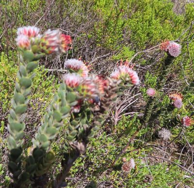 Leucospermum truncatulum, photographed by linkie