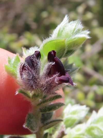 Amphithalea rostrata, photographed by linkie