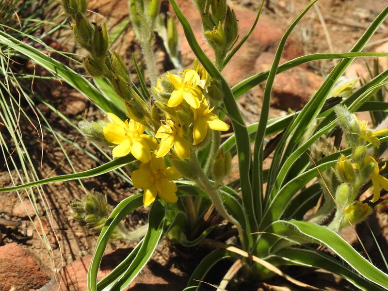Hypoxis obtusa, photographed by Matthew Fainman