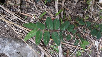 Chamaecrista nictitans, photographed by Brodie Cass Talbott