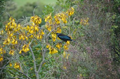 Sophora tetraptera, photographed by strewick