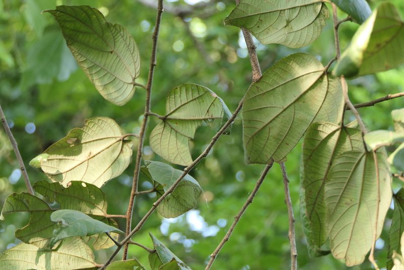 Grewia tiliifolia, photographed by Dinesh Valke