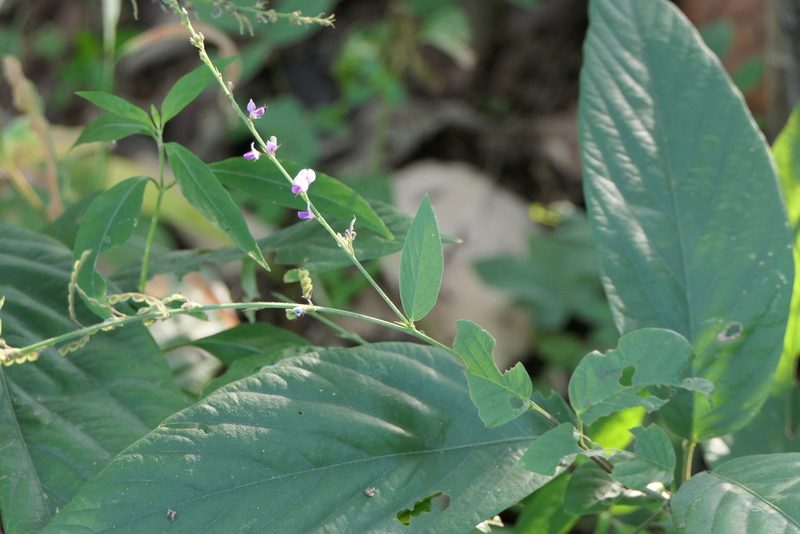Pleurolobus gangeticus, photographed by Dinesh Valke