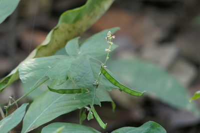 Teramnus labialis, photographed by Dinesh Valke