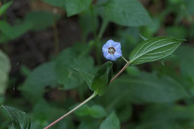 Trichodesma indicum, photographed by Dinesh Valke