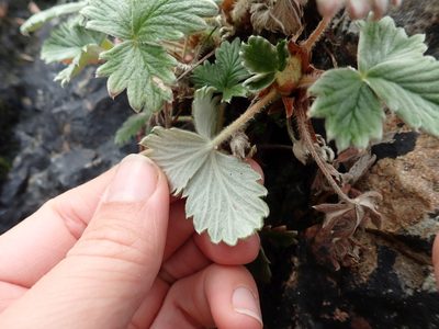 Potentilla villosa, photographed by Ellyne Geurts