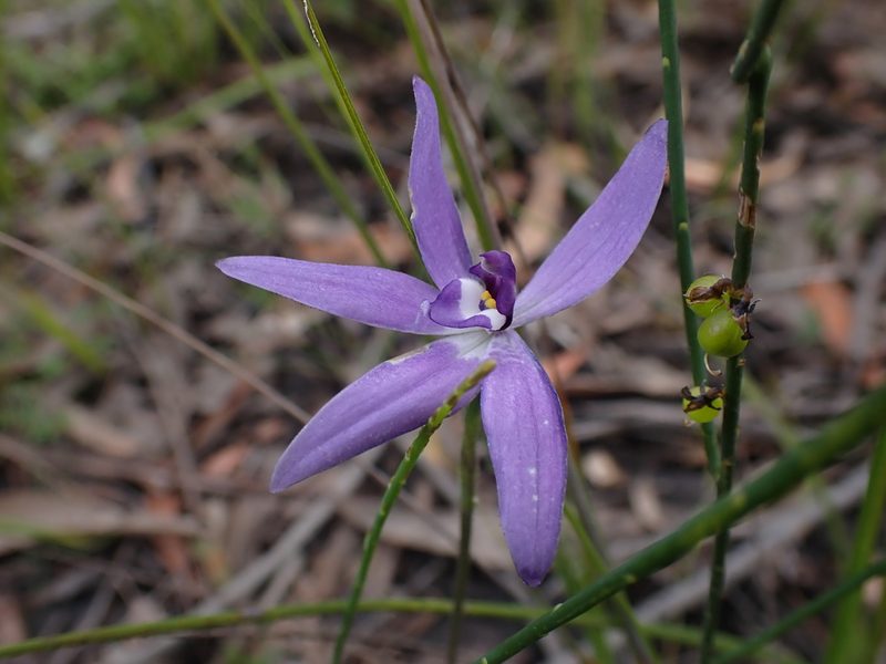 Caladenia major, photographed by Nina Kerr