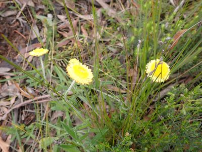 Coronidium scorpioides, photographed by Nina Kerr