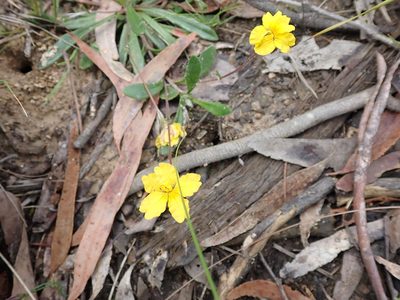 Goodenia geniculata, photographed by Nina Kerr