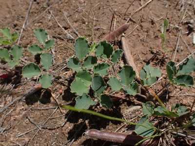 Kennedia prostrata, photographed by Nina Kerr