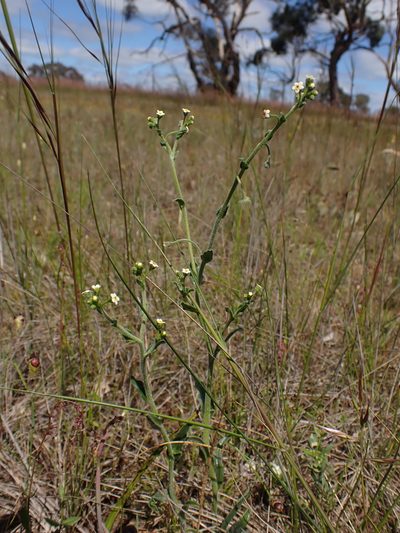 Hackelia suaveolens, photographed by Nina Kerr