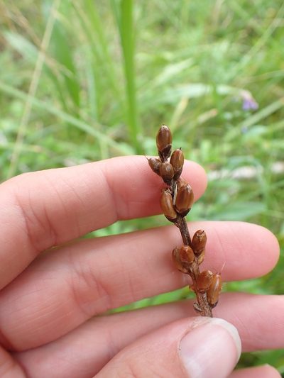 Plantago macrocarpa, photographed by Ellyne Geurts