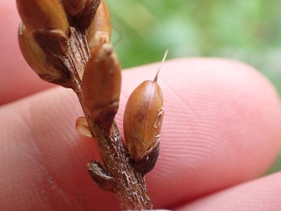 Plantago macrocarpa, photographed by Ellyne Geurts