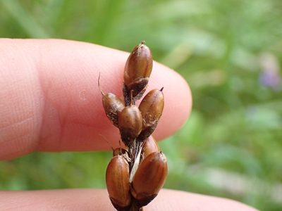 Plantago macrocarpa, photographed by Ellyne Geurts