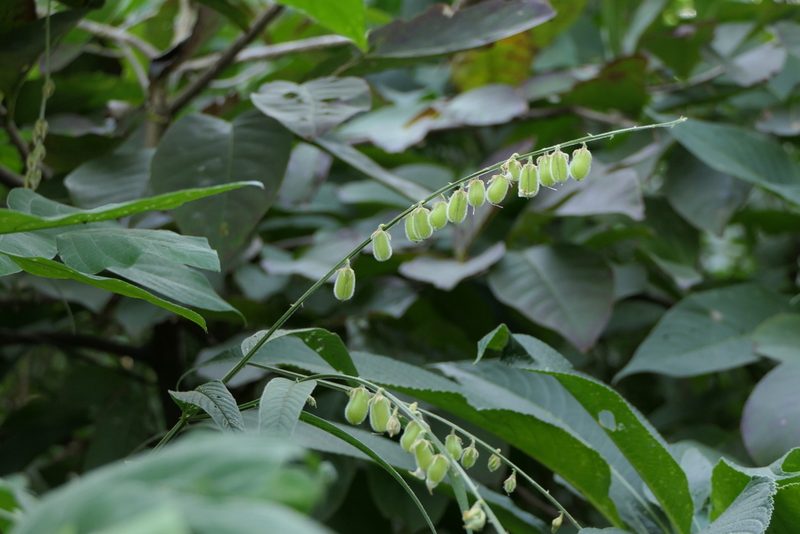 Crotalaria leptostachya, photographed by Dinesh Valke