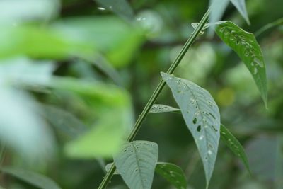 Crotalaria leptostachya, photographed by Dinesh Valke