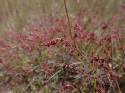Gonocarpus tetragynus, photographed by Nina Kerr