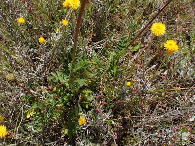 Acaena echinata, photographed by Nina Kerr