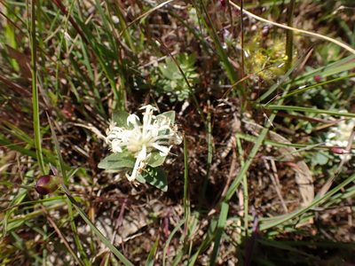 Pimelea humilis, photographed by Nina Kerr