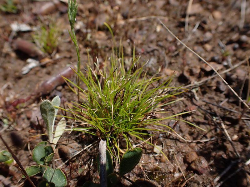 Schoenus apogon, photographed by Nina Kerr