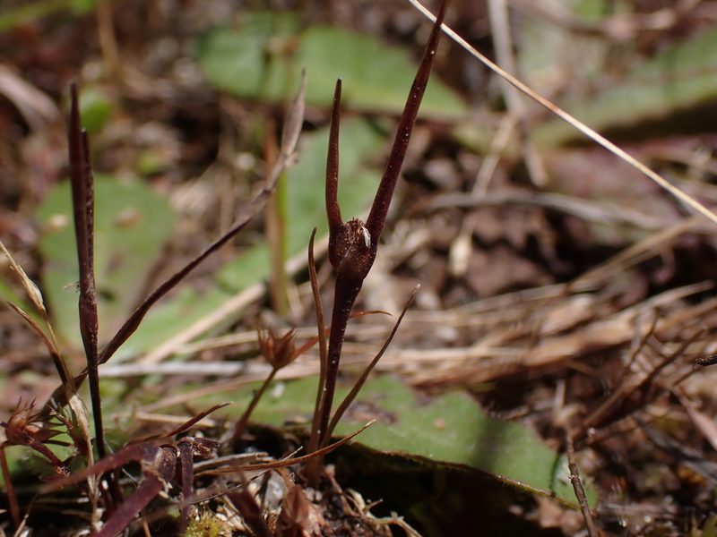 Centrolepis aristata, photographed by Nina Kerr
