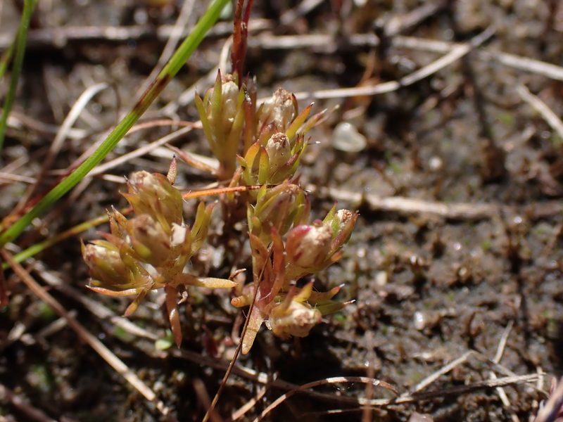 Hyalosperma demissum, photographed by Nina Kerr