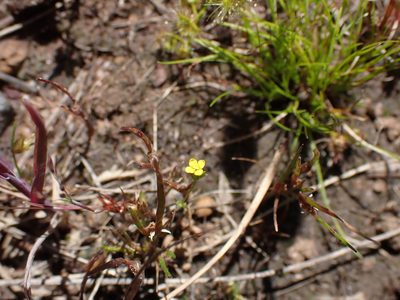 Cicendia quadrangularis, photographed by Nina Kerr