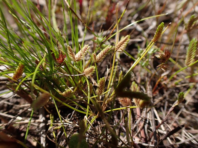 Isolepis levynsiana, photographed by Nina Kerr